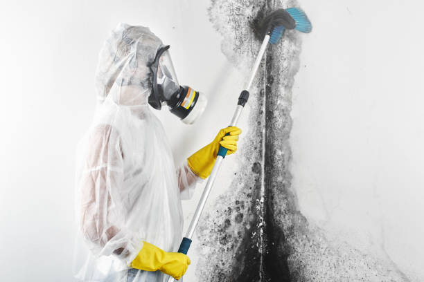 Best Industrial Mold Remediation  in Fruitdale, CA