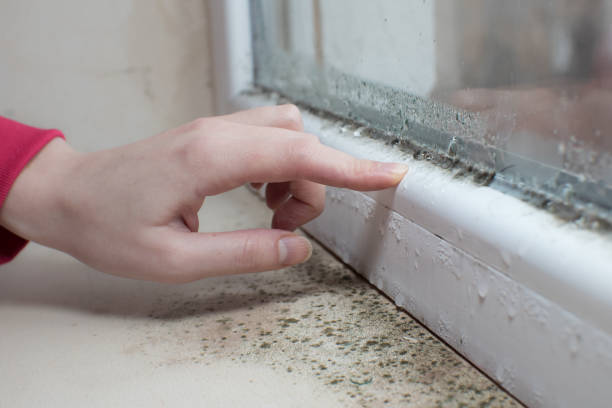 Mold Removal for HVAC Installations in Fruitdale, CA